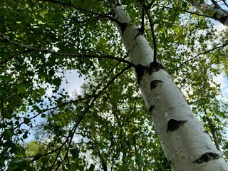 Fototapeta premium Tall birch tree with white trunk and green leaves against blue summer sky