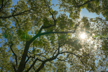 Naklejka premium the sprawling branches and green leaves of a large tree canopy. The sun shines brightly against a clear blue sky, a concept of hope, nature, and peaceful serenity.