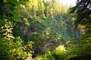 Lush green forest and rugged cliffs at Cape Flattery, Washington, showcase the wild beauty of the Pacific Northwest, where dense trees meet dramatic rocky landscapes.