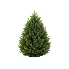 Fototapeta premium Isolated evergreen sapling against stark black backdrop symbolizing ecological purity and nature's