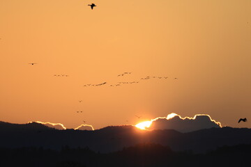 Greater white-fronted goose (Anser albifrons) , flying in flocks. This photo was taken in Izunuma, Japan.