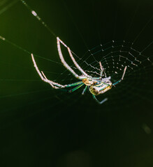 Macro close-up of an Indiana orchard orbweaver spider on it's web