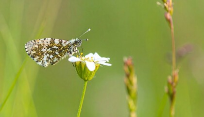 A detailed close-up of a speckled white and brown butterfly delicately feeding on a small white flower in a soft, green meadow setting.