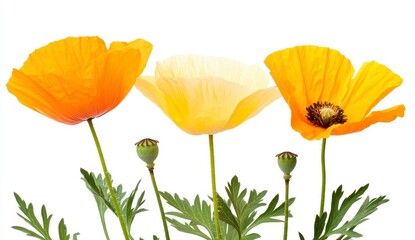 Obraz premium Vibrant Papaveraceae Blooms in Orange, Yellow, and White Colors