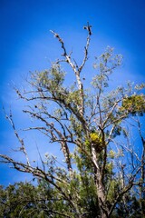 Tree with dry and green branches