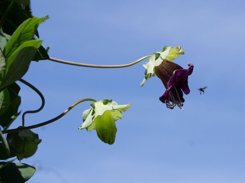 Purple flower with a bee
