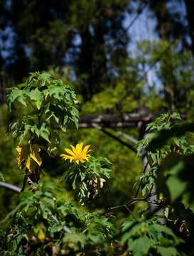Yellow Flower Among Green Foliage