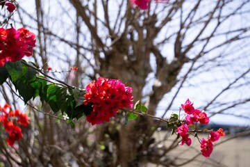 Vibrant Bougainvillea flowers