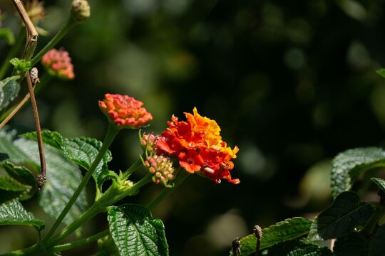 Orange and red flowers