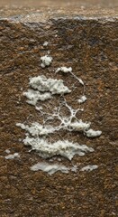 White, sticky substance on rough brown surface