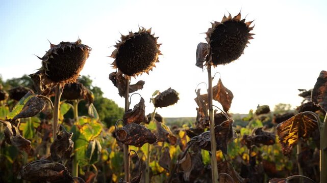 sunflower field ready for harvest