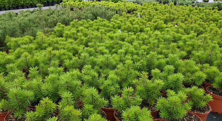 A view of many small potted evergreen trees in a nursery setting with varying shades of green foliage