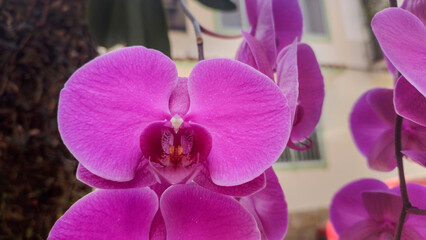 Obraz premium Flower wild orchid nature vegetation tree garden park village very close detail different life beauty beautiful Orchis militaris pattern repetition behavior chloride pink rose