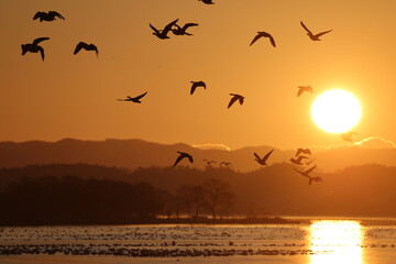 Greater white-fronted goose (Anser albifrons) , flying in flocks. This photo was taken in Izunuma, Japan.