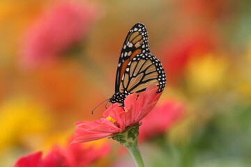 Monarch butterrflies on late summer flowers