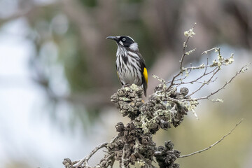 Wild New Holland Honeyeater in Natural Habitat
