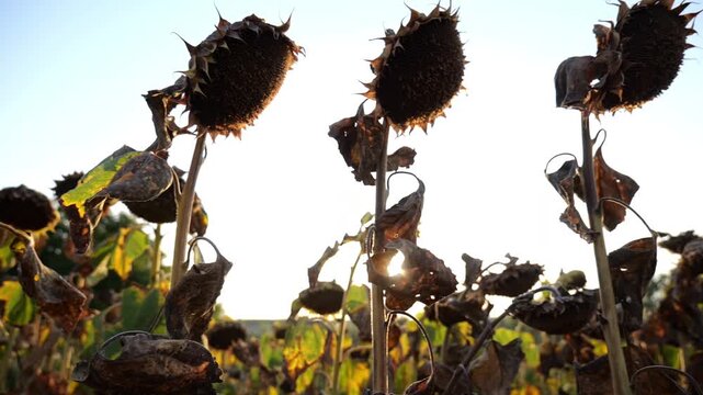 sunflower field ready for harvest
