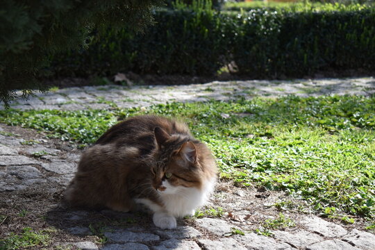 cat in turkey
