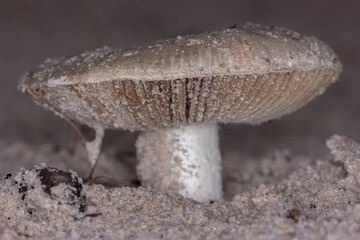 Wild amanita mushroom growing in sandy soil close up