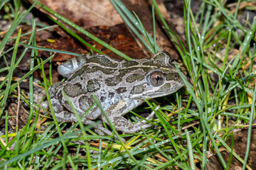 Australian marsh frog with camouflaged markings