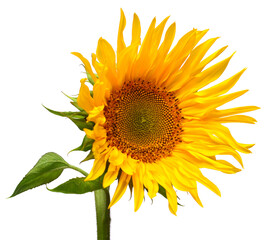 Sunflower head isolated on white background. Sun symbol. Flowers yellow, agriculture. Seeds and oil