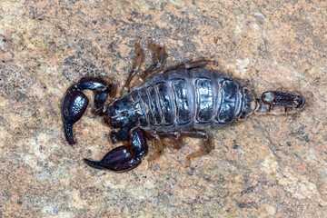 Black Rock Scorpion on Natural Stone Surface