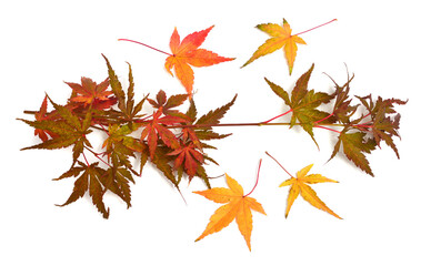 Autumn twig with leaves of Japanese decorative maple isolated on white background. Flat lay, top view