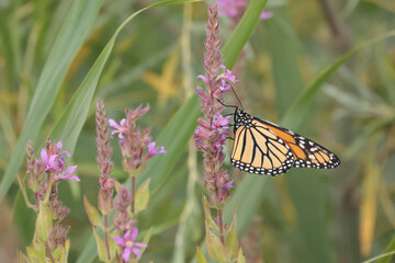 Monarch butterrflies on late summer flowers