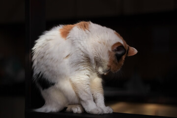 cat in the house with light of sunset