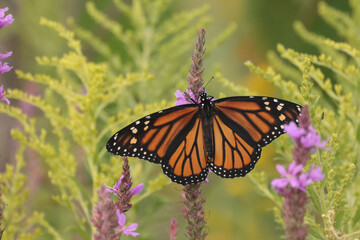 Monarch butterrflies on late summer flowers