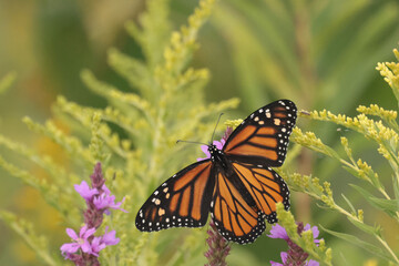 monarch butterflies on late summer flowers