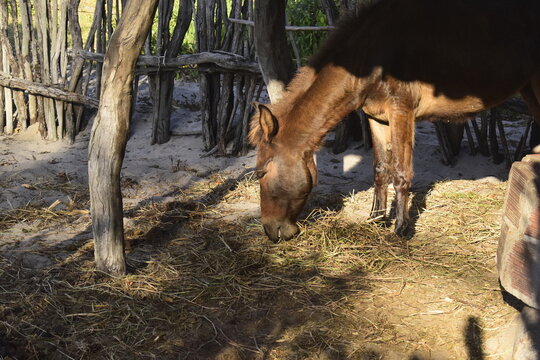Burro marrom em fazenda sertaneja dentro de curral, mula pastando feno no sert&atilde;o do nordeste 