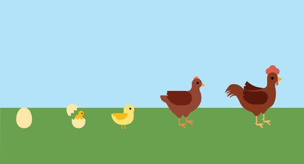 Chicken Life Cycle From Egg to Adult Hen