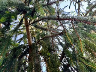 Obraz premium Closeup view of spruce tree branches with needles against clear blue sky