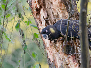 Yellow-tailed Black Cockatoo (Zanda funerea) perched on a well eaten tree trunk in a woodland area looking at the camera