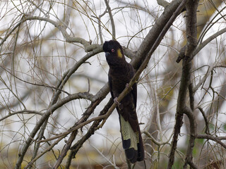 Yellow-tailed Black Cockatoo (Zanda funerea) perched in a tree with overcast backlit  background