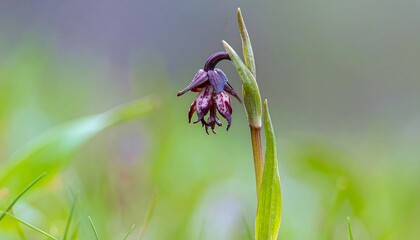 Delicate, dark purple and white speckled wildflower stands out against a soft, blurred background of vibrant green foliage.