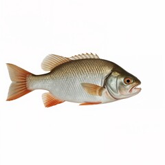 Fototapeta premium Solitary freshwater fish portrait against clean background with neutral tones and scales pattern