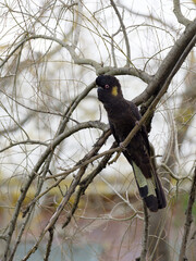 Yellow-tailed Black Cockatoo (Zanda funerea) perched in a tree with overcast backlit  background