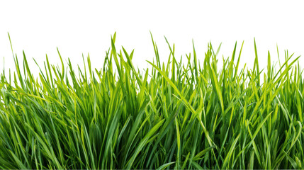 Obraz premium Green grass blades in vibrant detail, perfect for nature-themed projects.