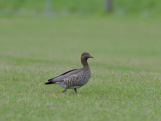 Female Australian wood duck, maned duck or maned goose (Chenonetta jubata) walking on a grass sports field.