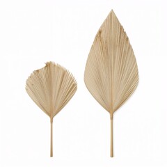 Elegant dried palm leaves showcasing natural patterns and texture on a clean backdrop