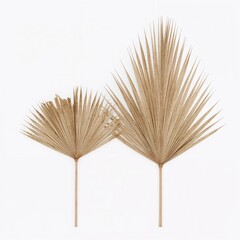 Elegant minimalist composition of dried palm leaves against a clean, bright white backdrop