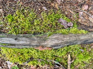 Close up of green moss covering forest ground with old wood detail