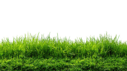Fototapeta premium Lush green grass, vibrant and fresh, perfect for landscaping projects.