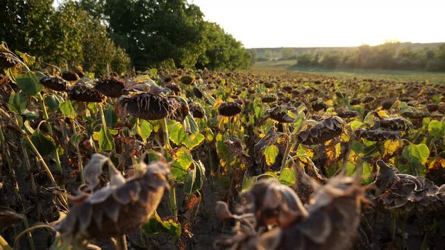 sunflower field ready for harvest