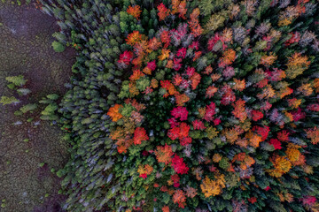 Aerial Autumn Forest 2