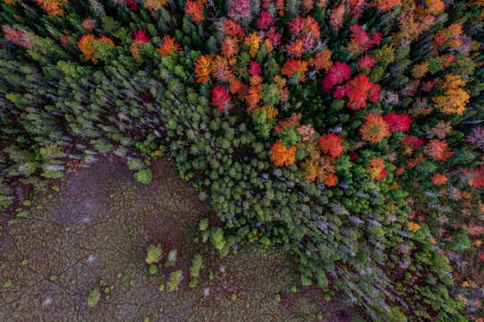 Aerial Autumn Forest