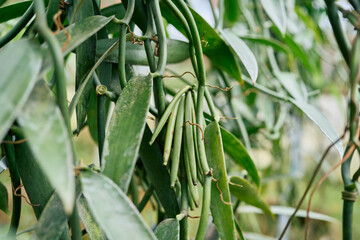 Vanilla pods developing on lush green vine, captured in greenhouse environment, highlighting intricate growth stages of spice plant
