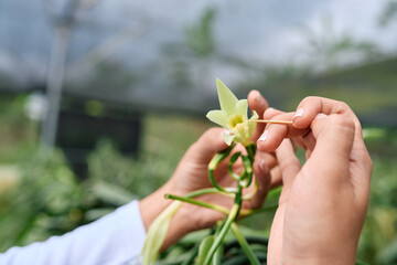 Closeup of hands pollinating vanilla orchid flower with toothpick in greenhouse, vanilla farming and agriculture